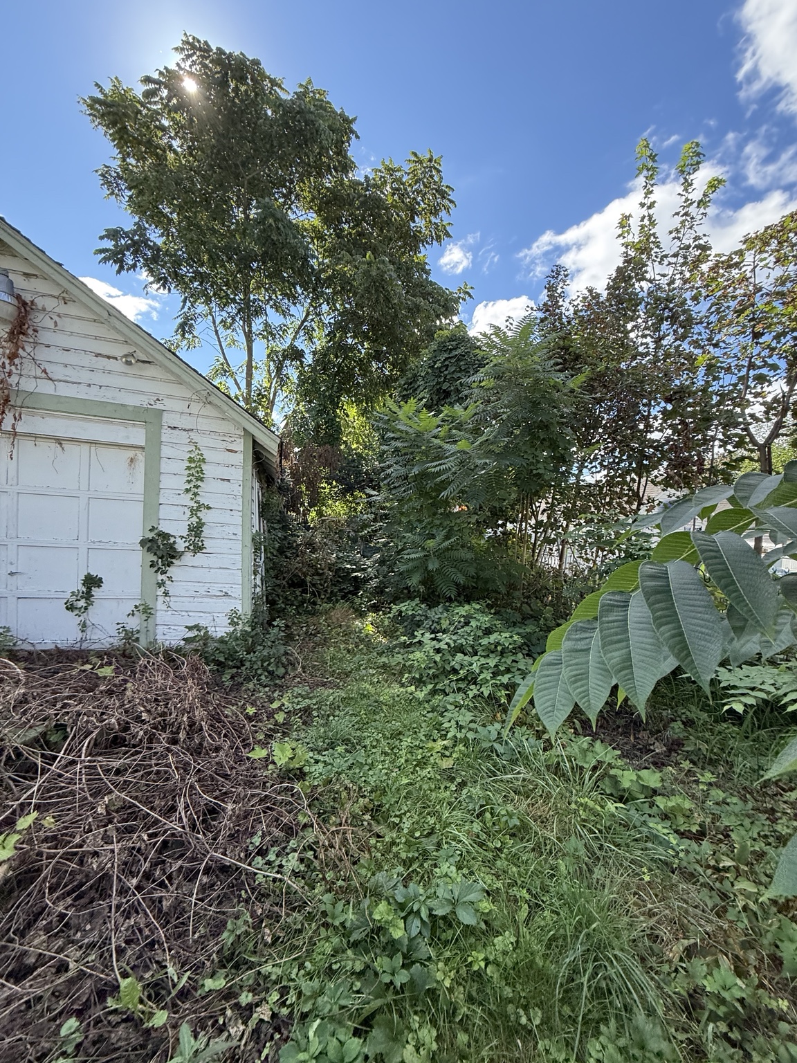 Dense overgrowth beside the garage before cleanup