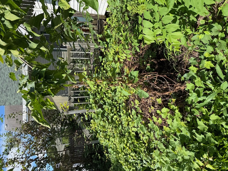 Heavy vines and brush across the property before clearing