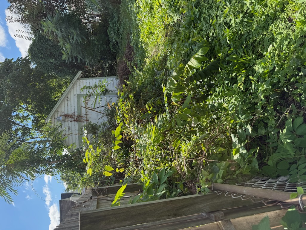 Overgrown backyard before vegetation removal