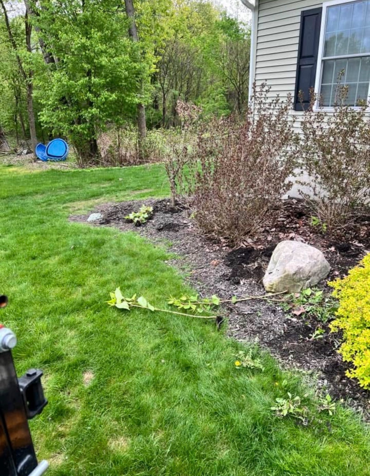 Before shrub bed cleanup