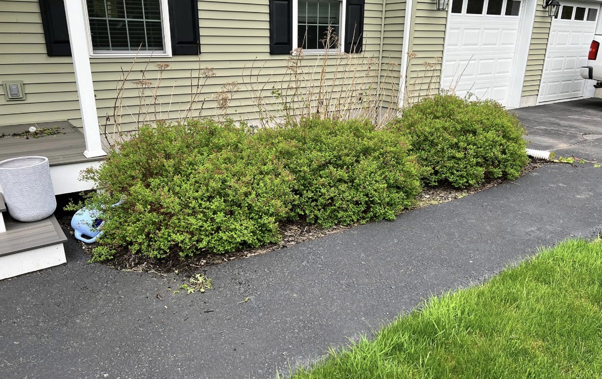 Before shrub bed cleanup