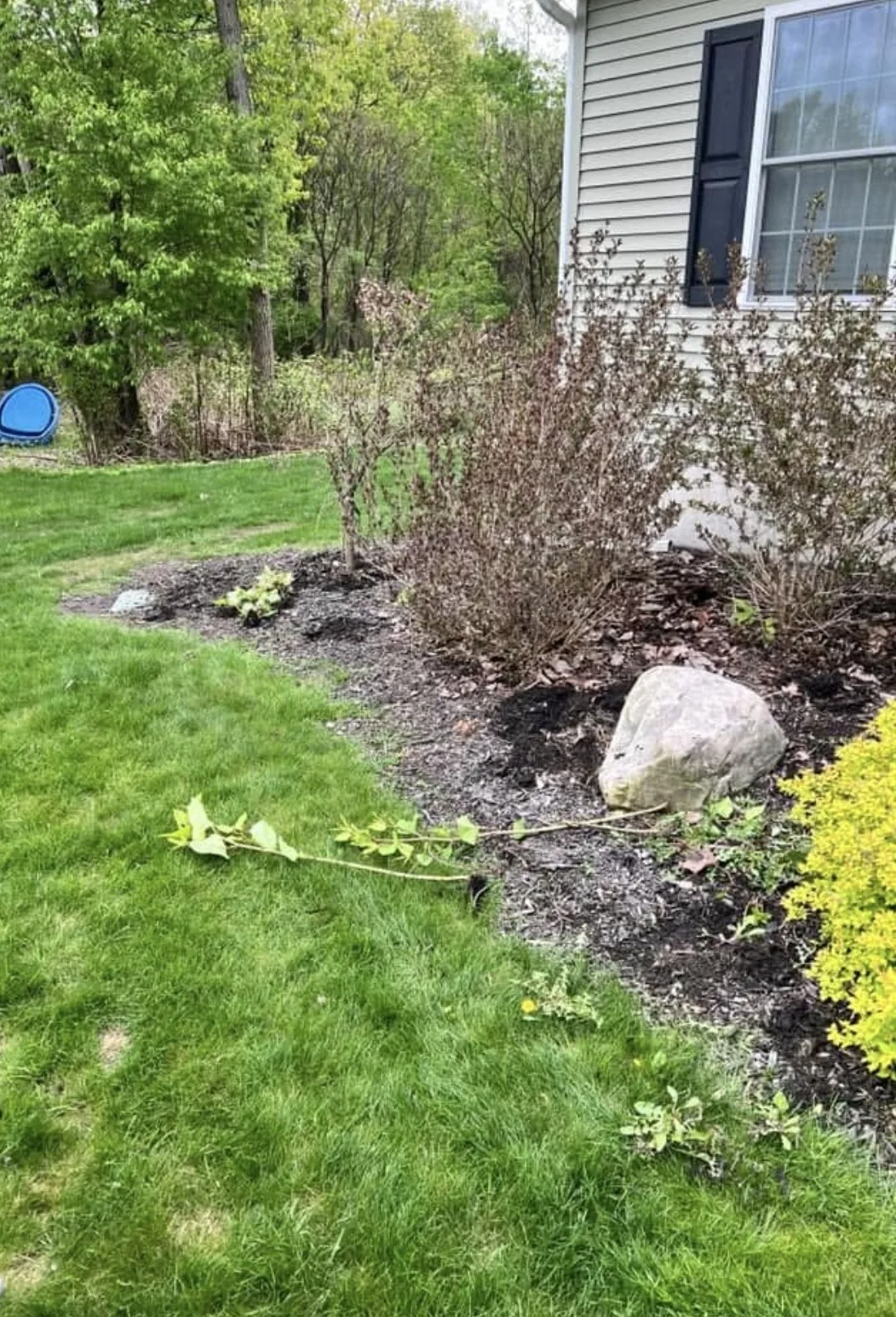 Before overgrown shrub bed cleanup