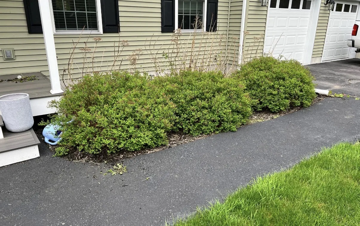 Before foundation landscape bed cleanup
