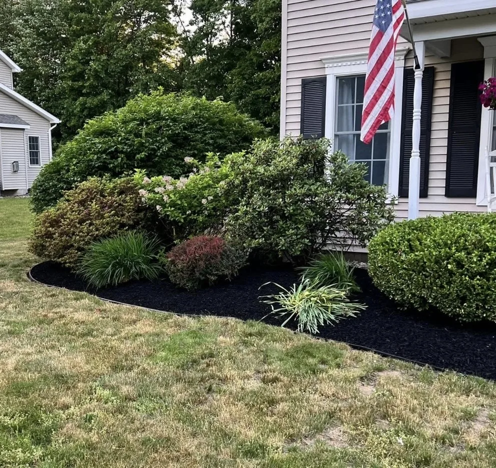 After fresh black mulch and trimmed shrubs