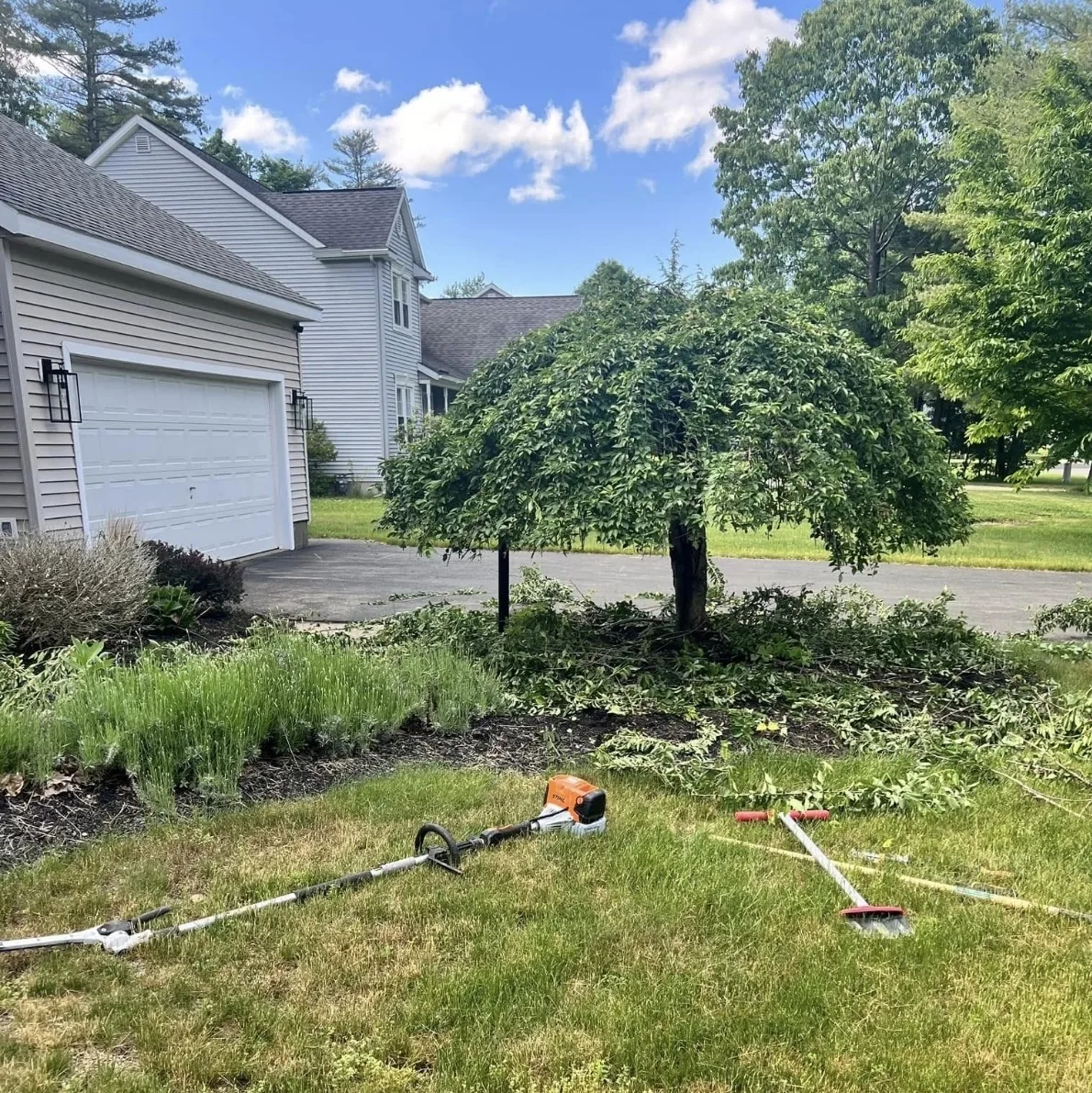 Before ornamental tree and shrub pruning project