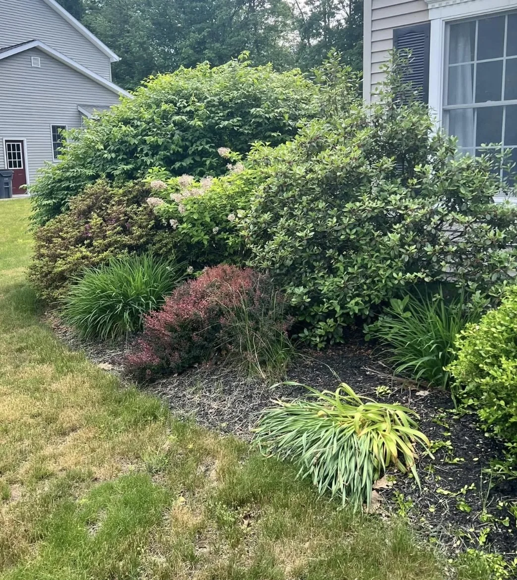 Before overgrown front landscape makeover