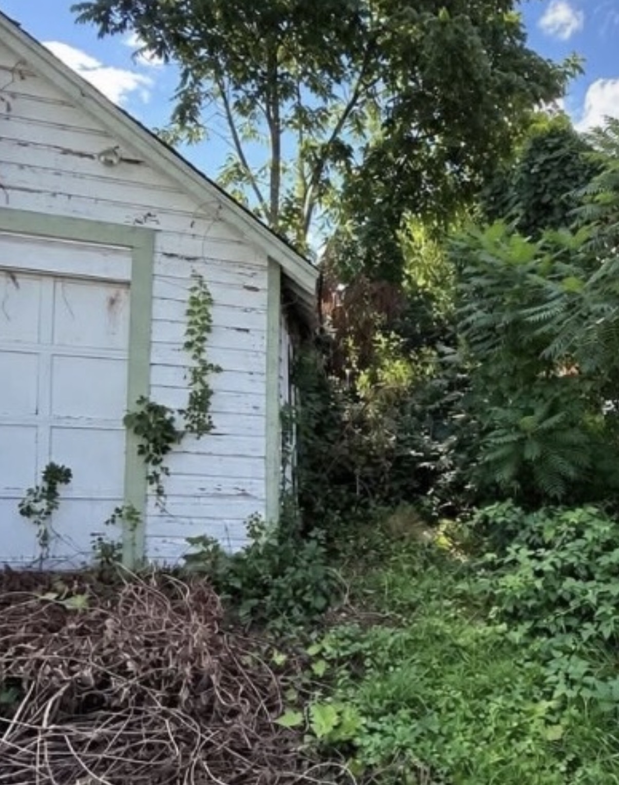 Overgrown property before cleanup